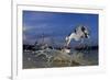 Grey Heron (Ardea Cinerea) Catching Fish, Taken With Remote Camera, Pusztaszer, Hungary, June-Bence Mate-Framed Photographic Print