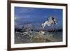 Grey Heron (Ardea Cinerea) Catching Fish, Taken With Remote Camera, Pusztaszer, Hungary, June-Bence Mate-Framed Photographic Print