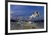 Grey Heron (Ardea Cinerea) Catching Fish, Taken With Remote Camera, Pusztaszer, Hungary, June-Bence Mate-Framed Photographic Print