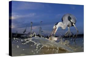 Grey Heron (Ardea Cinerea) Catching Fish, Taken With Remote Camera, Pusztaszer, Hungary, June-Bence Mate-Stretched Canvas