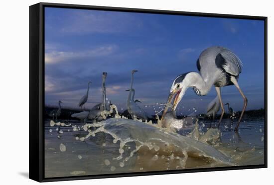 Grey Heron (Ardea Cinerea) Catching Fish, Taken With Remote Camera, Pusztaszer, Hungary, June-Bence Mate-Framed Stretched Canvas