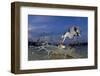 Grey Heron (Ardea Cinerea) Catching Fish, Taken With Remote Camera, Pusztaszer, Hungary, June-Bence Mate-Framed Photographic Print