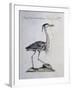 Grey Heron (Ardea Cinerea), Coloured from History of Birds, 1767-null-Framed Giclee Print