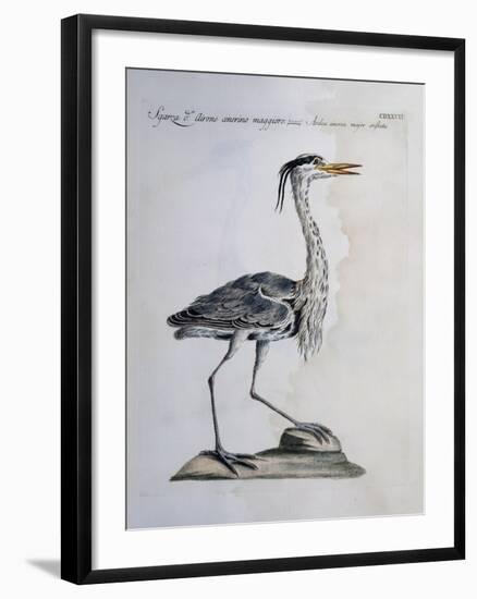 Grey Heron (Ardea Cinerea), Coloured from History of Birds, 1767-null-Framed Giclee Print