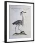 Grey Heron (Ardea Cinerea), Coloured from History of Birds, 1767-null-Framed Giclee Print