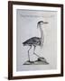 Grey Heron (Ardea Cinerea), Coloured from History of Birds, 1767-null-Framed Giclee Print