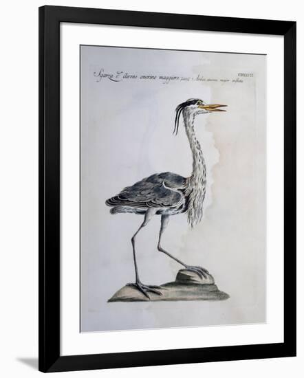 Grey Heron (Ardea Cinerea), Coloured from History of Birds, 1767-null-Framed Giclee Print