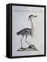 Grey Heron (Ardea Cinerea), Coloured from History of Birds, 1767-null-Framed Stretched Canvas