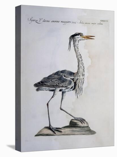 Grey Heron (Ardea Cinerea), Coloured from History of Birds, 1767-null-Stretched Canvas