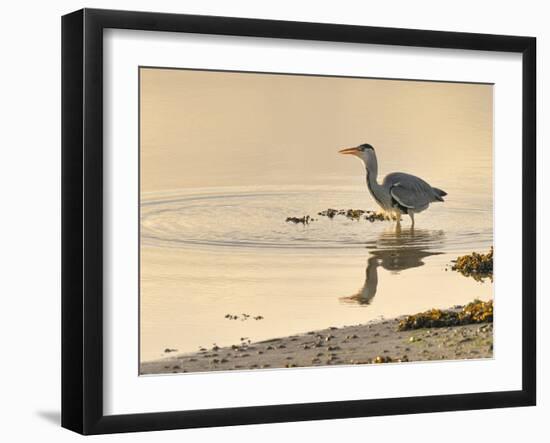 Grey Heron (Ardea cinerea), County Clare, Munster, Republic of Ireland, Europe-Carsten Krieger-Framed Photographic Print