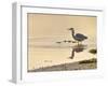 Grey Heron (Ardea cinerea), County Clare, Munster, Republic of Ireland, Europe-Carsten Krieger-Framed Photographic Print