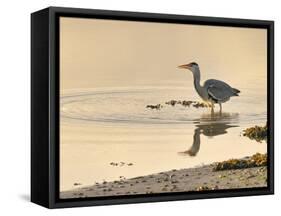 Grey Heron (Ardea cinerea), County Clare, Munster, Republic of Ireland, Europe-Carsten Krieger-Framed Stretched Canvas