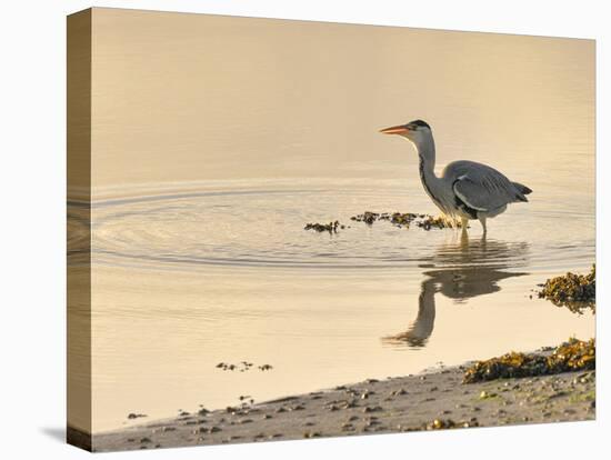 Grey Heron (Ardea cinerea), County Clare, Munster, Republic of Ireland, Europe-Carsten Krieger-Stretched Canvas