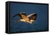 Grey Heron (Ardea Cinerea) Flying Low over Blue Water - Kruger National Park (South Africa)-Johan Swanepoel-Framed Stretched Canvas