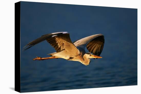 Grey Heron (Ardea Cinerea) Flying Low over Blue Water - Kruger National Park (South Africa)-Johan Swanepoel-Stretched Canvas