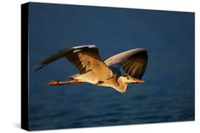 Grey Heron (Ardea Cinerea) Flying Low over Blue Water - Kruger National Park (South Africa)-Johan Swanepoel-Stretched Canvas