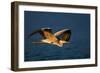 Grey Heron (Ardea Cinerea) Flying Low over Blue Water - Kruger National Park (South Africa)-Johan Swanepoel-Framed Photographic Print