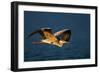 Grey Heron (Ardea Cinerea) Flying Low over Blue Water - Kruger National Park (South Africa)-Johan Swanepoel-Framed Photographic Print