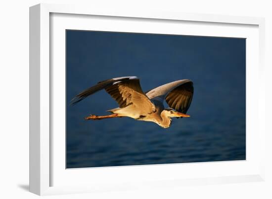 Grey Heron (Ardea Cinerea) Flying Low over Blue Water - Kruger National Park (South Africa)-Johan Swanepoel-Framed Photographic Print