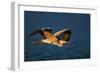 Grey Heron (Ardea Cinerea) Flying Low over Blue Water - Kruger National Park (South Africa)-Johan Swanepoel-Framed Photographic Print