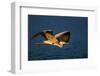 Grey Heron (Ardea Cinerea) Flying Low over Blue Water - Kruger National Park (South Africa)-Johan Swanepoel-Framed Photographic Print