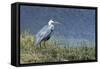 Grey Heron (Ardea Cinerea), Khwai Concession, Okavango Delta, Botswana, Africa-Sergio Pitamitz-Framed Stretched Canvas
