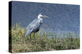 Grey Heron (Ardea Cinerea), Khwai Concession, Okavango Delta, Botswana, Africa-Sergio Pitamitz-Stretched Canvas