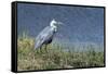 Grey Heron (Ardea Cinerea), Khwai Concession, Okavango Delta, Botswana, Africa-Sergio Pitamitz-Framed Stretched Canvas