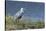 Grey Heron (Ardea Cinerea), Khwai Concession, Okavango Delta, Botswana, Africa-Sergio Pitamitz-Stretched Canvas