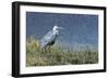 Grey Heron (Ardea Cinerea), Khwai Concession, Okavango Delta, Botswana, Africa-Sergio Pitamitz-Framed Photographic Print