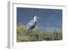 Grey Heron (Ardea Cinerea), Khwai Concession, Okavango Delta, Botswana, Africa-Sergio Pitamitz-Framed Photographic Print