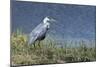 Grey Heron (Ardea Cinerea), Khwai Concession, Okavango Delta, Botswana, Africa-Sergio Pitamitz-Mounted Photographic Print