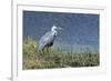 Grey Heron (Ardea Cinerea), Khwai Concession, Okavango Delta, Botswana, Africa-Sergio Pitamitz-Framed Photographic Print