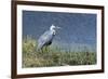 Grey Heron (Ardea Cinerea), Khwai Concession, Okavango Delta, Botswana, Africa-Sergio Pitamitz-Framed Photographic Print
