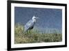 Grey Heron (Ardea Cinerea), Khwai Concession, Okavango Delta, Botswana, Africa-Sergio Pitamitz-Framed Photographic Print