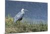 Grey Heron (Ardea Cinerea), Khwai Concession, Okavango Delta, Botswana, Africa-Sergio Pitamitz-Mounted Photographic Print