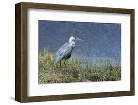 Grey Heron (Ardea Cinerea), Khwai Concession, Okavango Delta, Botswana, Africa-Sergio Pitamitz-Framed Photographic Print