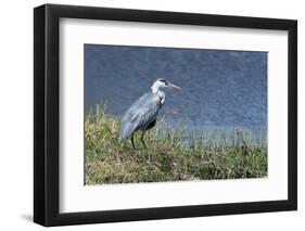 Grey Heron (Ardea Cinerea), Khwai Concession, Okavango Delta, Botswana, Africa-Sergio Pitamitz-Framed Photographic Print