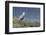 Grey Heron (Ardea Cinerea), Khwai Concession, Okavango Delta, Botswana, Africa-Sergio Pitamitz-Framed Photographic Print