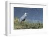 Grey Heron (Ardea Cinerea), Khwai Concession, Okavango Delta, Botswana, Africa-Sergio Pitamitz-Framed Photographic Print