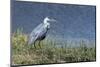 Grey Heron (Ardea Cinerea), Khwai Concession, Okavango Delta, Botswana, Africa-Sergio Pitamitz-Mounted Photographic Print