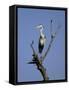 Grey Heron (Ardea Cinerea), Kruger National Park, South Africa, Africa-Steve & Ann Toon-Framed Stretched Canvas