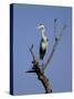 Grey Heron (Ardea Cinerea), Kruger National Park, South Africa, Africa-Steve & Ann Toon-Stretched Canvas