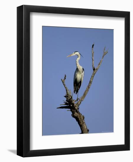 Grey Heron (Ardea Cinerea), Kruger National Park, South Africa, Africa-Steve & Ann Toon-Framed Premium Photographic Print