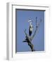 Grey Heron (Ardea Cinerea), Kruger National Park, South Africa, Africa-Steve & Ann Toon-Framed Premium Photographic Print