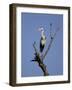 Grey Heron (Ardea Cinerea), Kruger National Park, South Africa, Africa-Steve & Ann Toon-Framed Photographic Print