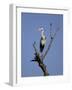 Grey Heron (Ardea Cinerea), Kruger National Park, South Africa, Africa-Steve & Ann Toon-Framed Photographic Print