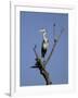 Grey Heron (Ardea Cinerea), Kruger National Park, South Africa, Africa-Steve & Ann Toon-Framed Photographic Print