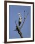 Grey Heron (Ardea Cinerea), Kruger National Park, South Africa, Africa-Steve & Ann Toon-Framed Photographic Print
