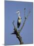 Grey Heron (Ardea Cinerea), Kruger National Park, South Africa, Africa-Steve & Ann Toon-Mounted Photographic Print